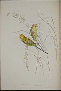 Perruche ondulée - John (after) Gould