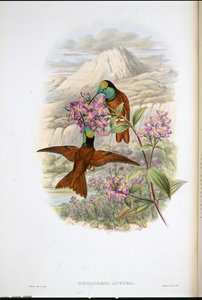 Colibri arc-en-ciel de Warszewicz (Diphlogaena Aurora) - John (after) Gould