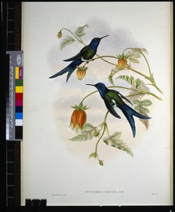 Hirondelle de l
