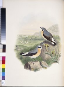 Traquet motteux (Oenanthe oenanthe)
