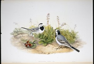 Bergeronnette grise (Motacilla Alba)