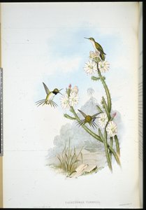 Queue-de-racket de Yarrell (Calothorax yarrelli) - John (after) Gould