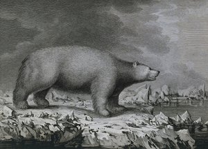 Ours polaire, gravure par Peter Mazel d