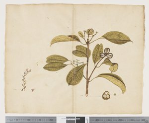 Samolus repens; Baloghia lucida - John (attr. to) Doody