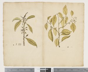 Myoporum obscurum; Celtis paniculate - John (attr. to) Doody