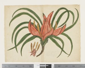F.36 Freycinetia baueriana, c.1790-95 - John (attr. to) Doody