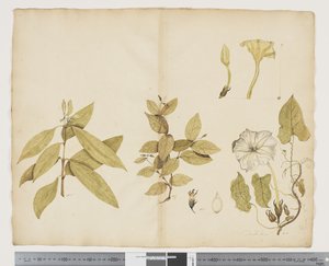 Wickstroemia Australis; Ipomea - John (attr. to) Doody