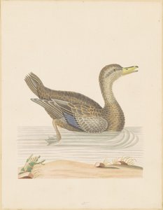 Canard rouennais - John Abbot