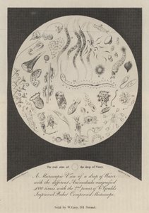 Vue microscopique d