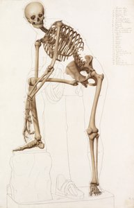 Étude Anatomique : le Squelette Humain, dans la Pose de "Hermès Attachant sa Sandale" de Praxitèle - John Bathe