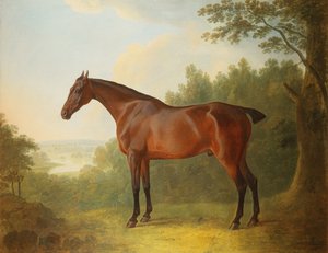 Marquis, un chasseur bai dans un paysage, 1811