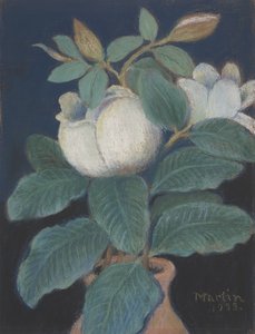Fleurs de magnolia, 1933