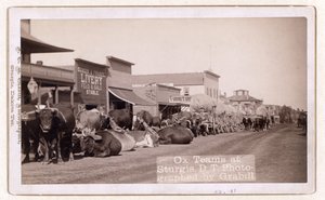 Attelages de bœufs à Sturgis, D.T., pub.1887 - 1892 (photo) - John C. H. Grabill