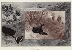 Chasse au tétras noir dans les Highlands