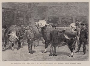 Le Salon du Bétail du Smithfield Club au Royal Agricultural Hall, Islington, jugement des Bœufs Hereford