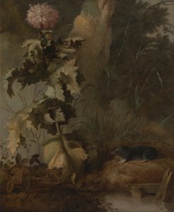 Un pavot d