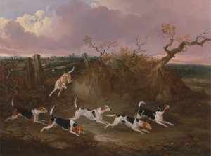 Beagles en pleine chasse