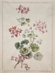 Une collection de fleurs dessinées d