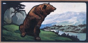 Ours brun