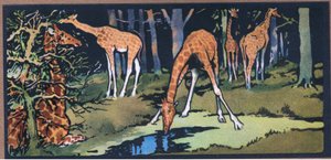 Girafe