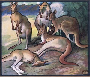 Kangourous