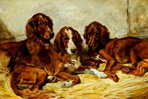Shot et ses amis - Trois setters irlandais rouge et blanc, 1876