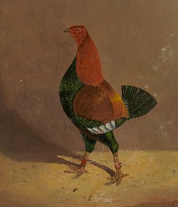 Coqs de combat : un coq de combat à poitrine sombre, tourné vers la gauche