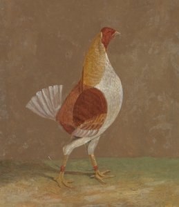 Coqs de combat : un coq de combat à poitrine pâle, face à droite