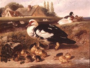 Canards et canetons