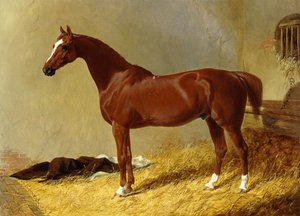 Un cheval de course bai dans un box