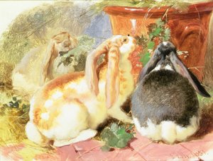 Étude de trois lapins à oreilles tombantes - John Frederick Herring Senior