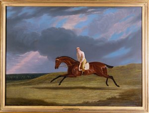 "Corduroy", un Cheval de Course Bai, avec un Jockey, Galopant sur un Hippodrome