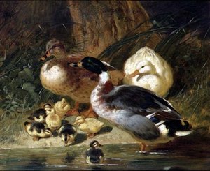 Canards et canetons