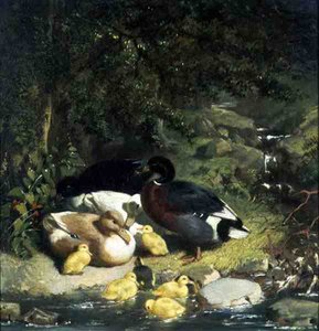 Canards et canetons