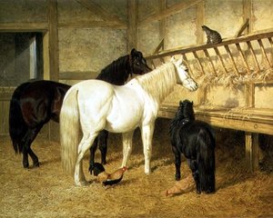 Poneys à la mangeoire