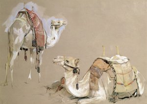 Études de Chameaux