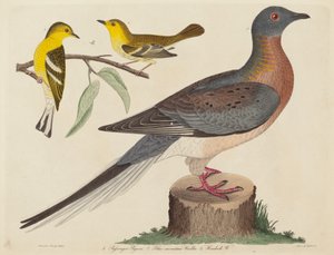 Pigeon voyageur, Paruline des montagnes bleues et Paruline de la pruche, publié 1808-1814
