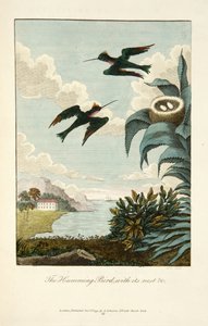 Colibri, avec son nid