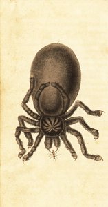 Tarantule à orteils roses, Avicularia avicularia (gravure) - John Gabriel Stedman