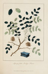 Branche de la plante indigo