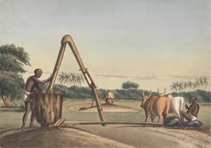 Le Checkoo ou moulin à huile - John Gantz