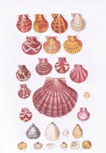 Coquilles Saint-Jacques britanniques, Nature en Grande-Bretagne publiée par Collins, 1946 - John George Sowerby