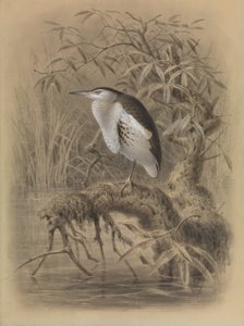 Petit butor, Ixobrychus minutus - John Gerrard Keulemans