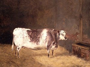Vache Shorthorn