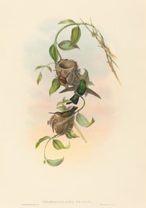Chlorostilbona prasina Émeraude de Puncheran. Créateurs : John Gould, Henry Constantine Richter