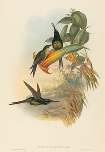 Eugenia imperatrix Colibri Impératrice - John Gould and Henry Constantine Richter John Gould and Henry Constantine Richter