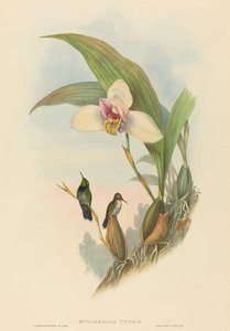Myiabeillia typica Colibri d