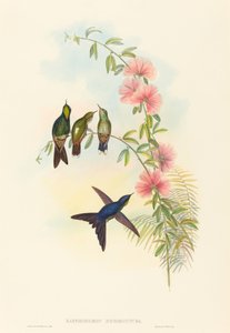 Ramphomicron microrhyncha Petit-bec Thornbill - John Gould and Henry Constantine Richter John Gould and Henry Constantine Richter
