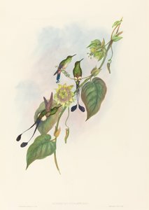 Spathura underwoodi Racket-Tail à pieds blancs - John Gould and Henry Constantine Richter John Gould and Henry Constantine Richter