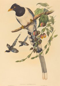 Urocissa magnirostris - John Gould and Henry Constantine Richter John Gould and Henry Constantine Richter